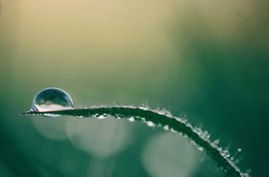 Bijzondere fondsvormingvoor de Brabantse natuur